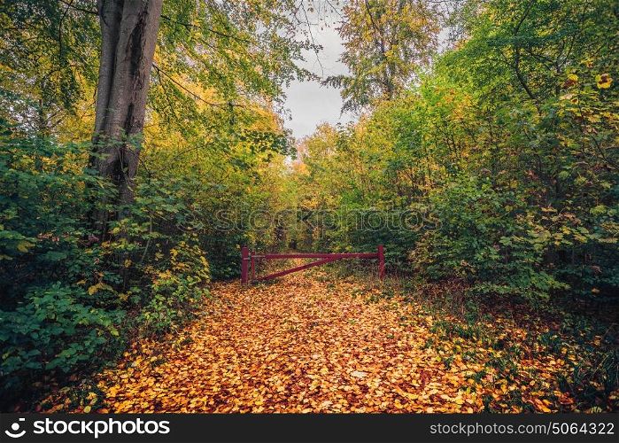 Autumn in the forest with a red gate on a forest train in autumn with leaves on the ground in golden autumn colors