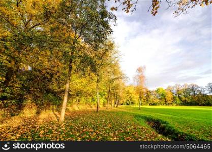 Autumn in the park with colorful trees on a row and autumn leaves covering the ground in the fall on a sunny day