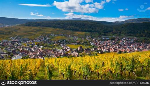 autumn in the vineyards of Alsace in France