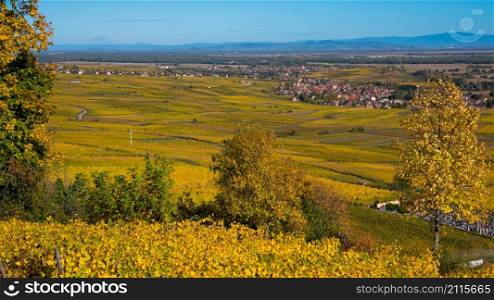 autumn in the vineyards of Alsace in France