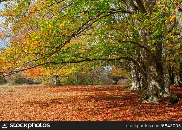 Autumn in the woods of the Monti San Vicino and Canfaito park, Italy. End October 2016