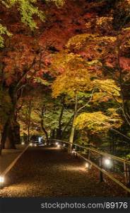 Autumn Japanese garden with maple foliage lighted up at night in Kyoto, Japan