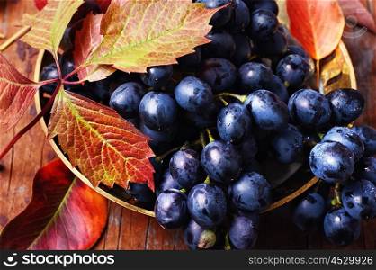 Autumn juicy grapes. Stylish dish cluster ripe autumn grapes on the table