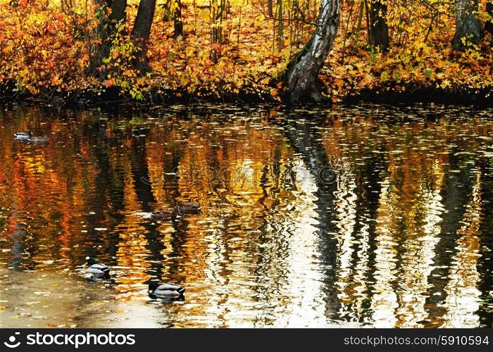 Autumn lake. Beautiful view on autumn lake with orange leaves