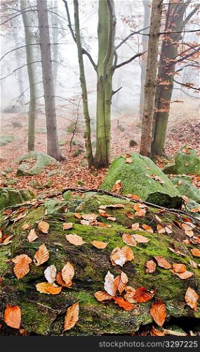 Autumn landscape: a foggy and wet european forest in fall season. Vertical orientation