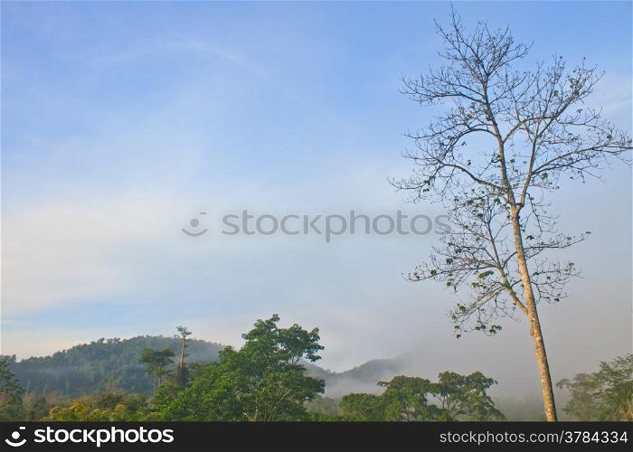 Autumn landscape at misty morning in forest