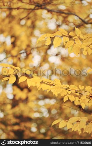 Autumn landscape. Autumn forest landscape on a sunny day with maple leaves background. Selective focus. Autumn landscape. Autumn forest landscape on a sunny day with maple leaves background. Selective focus.