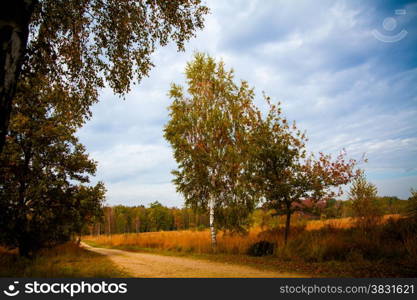 Autumn landscape. Beautiful autumn fores