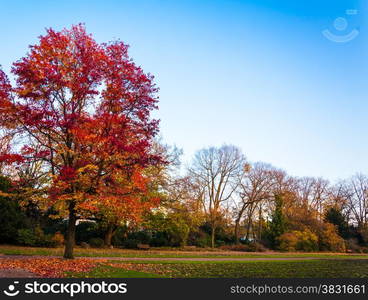 Autumn landscape. Beautiful autumn fores