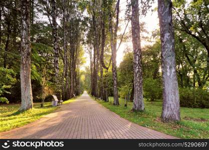Autumn landscape - beautiful autumn pathway in park. Old high birch trees and benches on the alley. Sunny autumn day. Garden walkway with picturesque colorful autumn trees