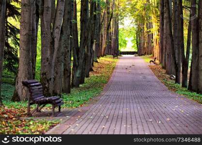 Autumn landscape - beautiful autumn pathway in park. Old high linden trees and benches on the park alley. Sunny autumn day. Garden walkway with picturesque colorful autumn trees