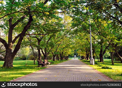 Autumn landscape - beautiful autumn walkway in park. Manchurian walnut alley. Sunny autumn day. Garden walkway with picturesque colorful autumn trees