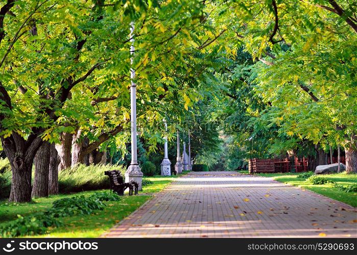 Autumn landscape - beautiful autumn walkway in park. Manchurian walnut alley. Sunny autumn day. Garden walkway with picturesque colorful autumn trees