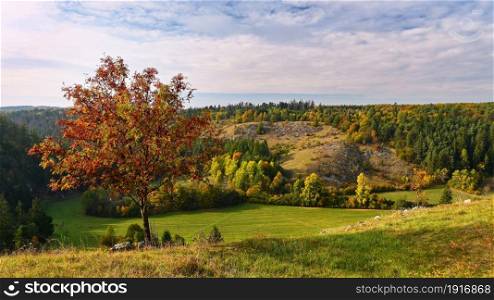 Autumn landscape. Beautiful colorful leaves in nature with the sun. Seasonal concept outdoors in autumn park.