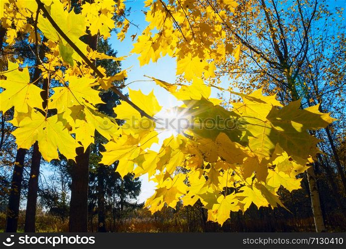 Autumn landscape, city Park on a Sunny autumn day, the sun shines through the yellow maple leaves. Autumn landscape, city Park on a Sunny autumn day, the sun shines through the yellow maple leaves.