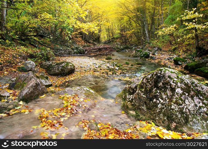 Autumn landscape. Composition of nature.. Autumn landscape