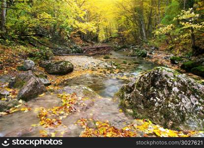 Autumn landscape. Composition of nature.. Autumn landscape