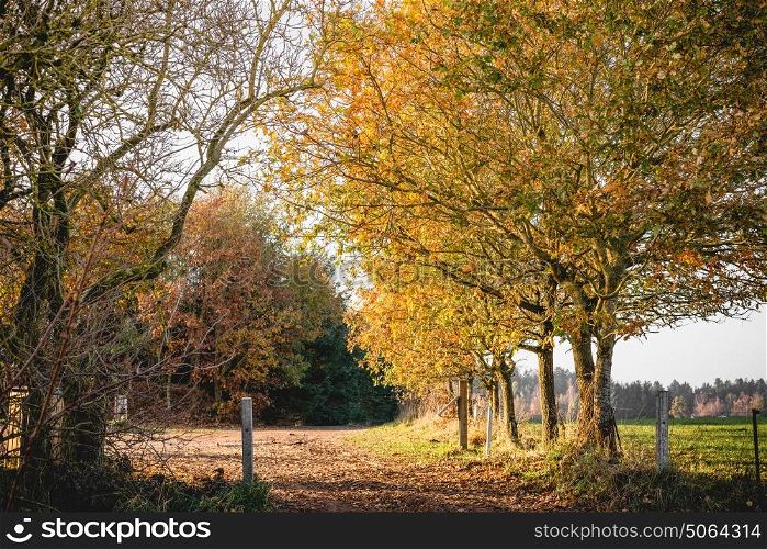 Autumn landscape in a countryside scenery with golden leaves on the trees in the fall