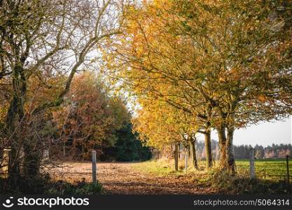 Autumn landscape in a countryside scenery with golden leaves on the trees in the fall