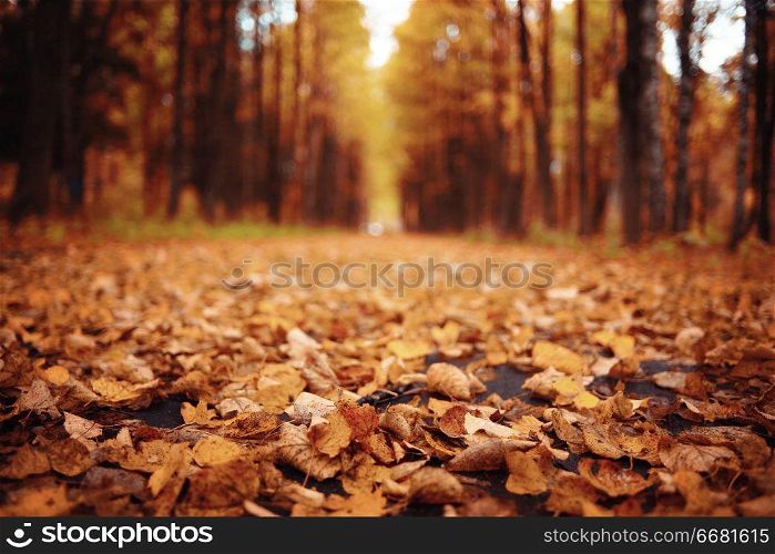 autumn landscape in nature