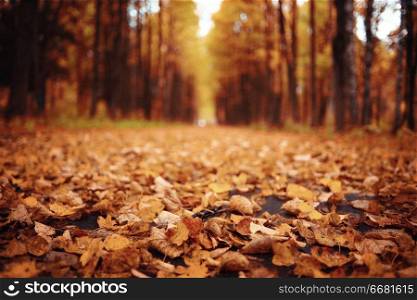 autumn landscape in nature