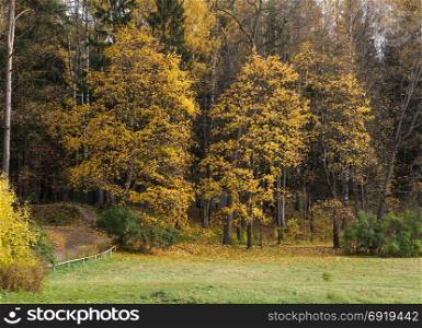 Autumn landscape in the park. Late fall