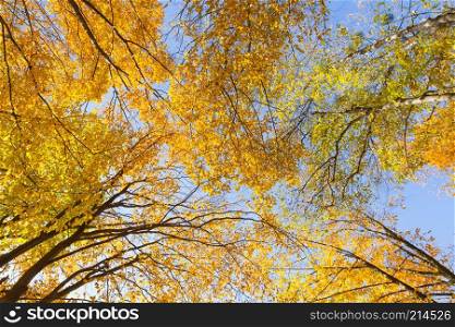 Autumn landscape of aspen trees against the sky
