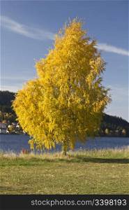 Autumn landscape of beautiful yellow tree by the lake
