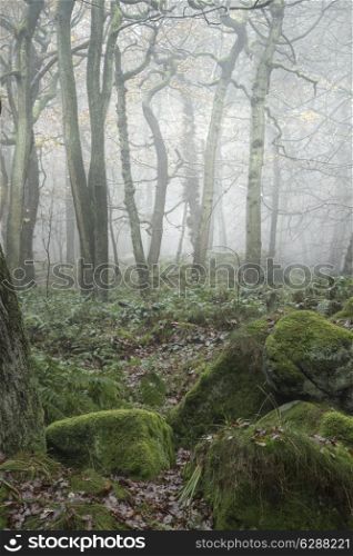 Autumn landscape of trees in forest in dense fog