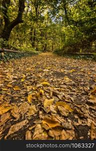 Autumn landscape - park trees and fallen autumn leaves in a park. Selective focus at the foreground.