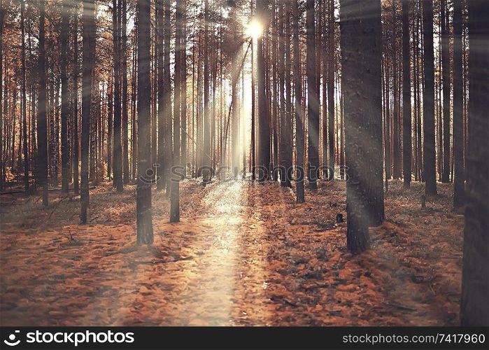 autumn landscape / sunrays in autumn trees. Sunset in the forest with yellow leaves. Indian summer for a walk in the autumn park. Glare and sun rays concept of landscape in nature