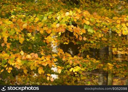 Autumn landscape. tree trunks. Nature, seasons, ecology, environment.. Golden forest with beech trees, colorful leaves. 