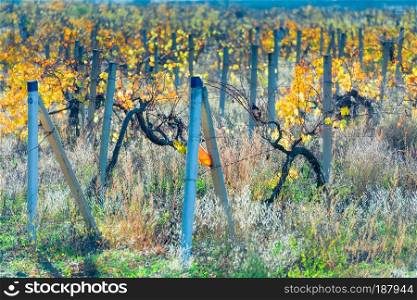 autumn landscape - vineyard bushes plantation after harvest