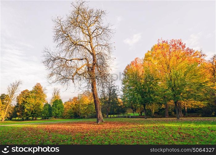 Autumn landscape with a large tree with fallen leaves covering the ground in autumn and tress with beautiful autumn colors in the background