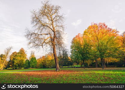 Autumn landscape with a large tree with fallen leaves covering the ground in autumn and tress with beautiful autumn colors in the background