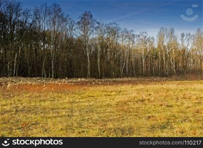 Autumn landscape with a mid-forest meadow overgrown with dry grasses and a wall of birch forest in the background.Poland in Noveber.Horizontal view