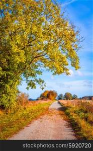 Autumn landscape with a path in daylight
