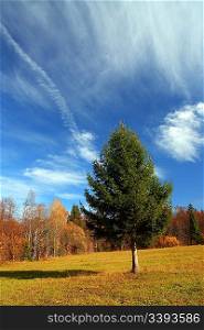 autumn landscape with alone fir tree