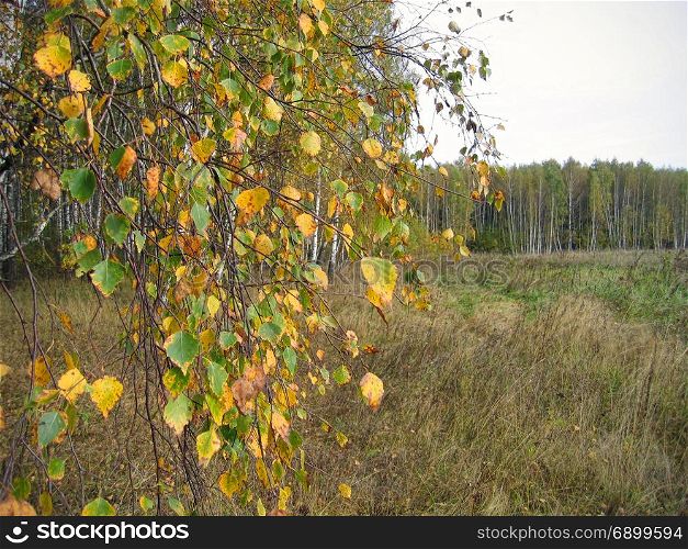 Autumn landscape with branches of bright yellow birch tree