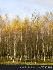 autumn landscape with bright yellow-golden Birch foliage against a blue sky, natural nature. autumn landscape