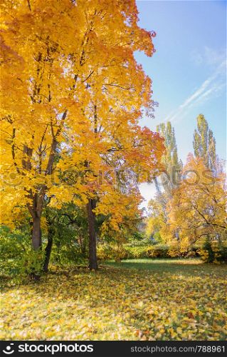 Autumn landscape with bright yellow maples and fallen leaves on green grass