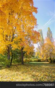 Autumn landscape with bright yellow maples and fallen leaves on green grass