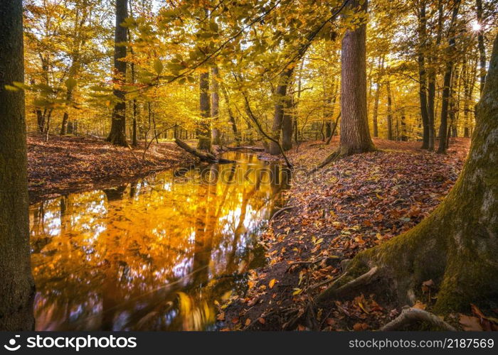 Autumn landscape with colorful forest. Indian summer landscape. Colorful foliage with beautiful woods. Autumn forest river creek view. Creek in autumn forest sunset. Autumn water in forest