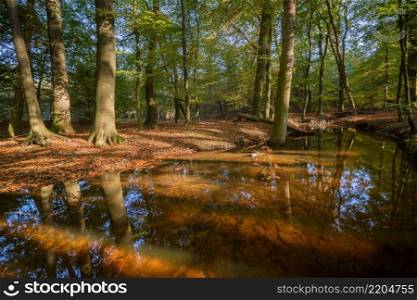 Autumn landscape with colorful forest. Indian summer landscape. Colorful foliage with beautiful woods. Autumn forest river creek view. Creek in autumn forest sunset. Autumn water in forest