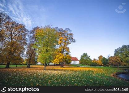 Autumn landscape with fallen leaves from colorful trees in the autumn season in october with yellow autumn leaves on the ground in a park in autumn
