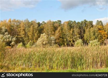 autumn landscape with forest and rush plant
