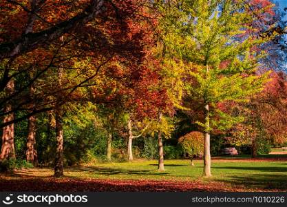 autumn landscape with golden trees in a city park