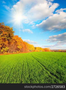 autumn landscape with green wheat field and yellow woods