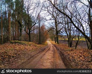 autumn landscape with haze and dirt road in old park. Country road in forest. Rural autumn landscape