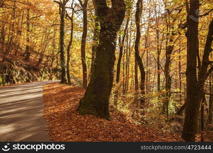 Autumn landscape with road and beautiful colored trees, in Geres, portuguese national Park